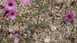 Image of Palomar monkeyflower