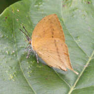 Imagem de Loxura atymnus continentalis Fruhstorfer (1912)