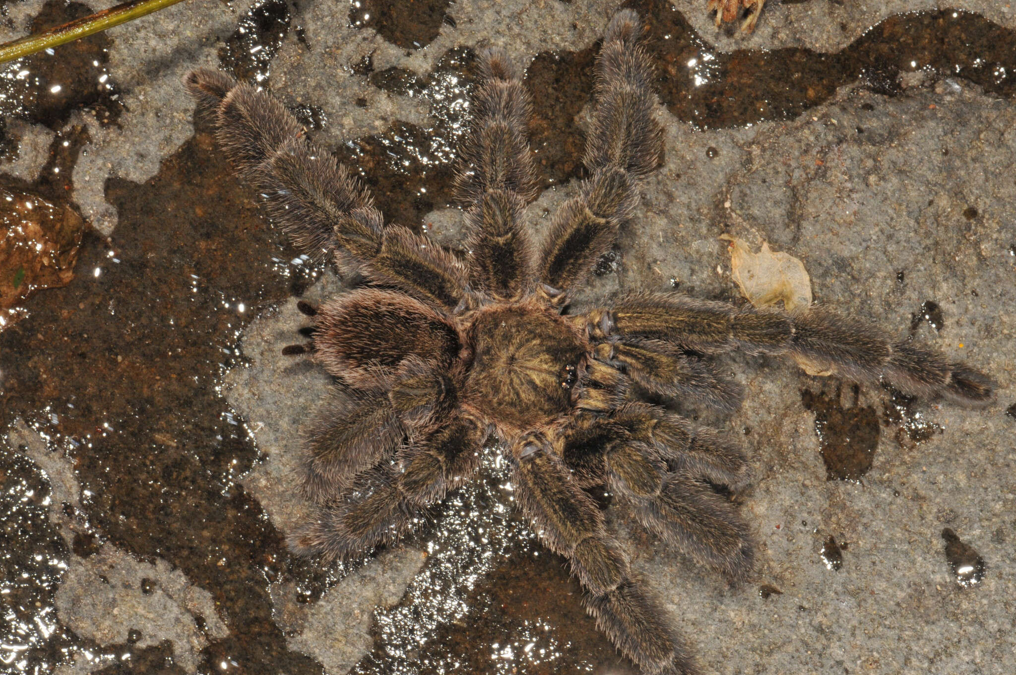 Image of Costa Rican Chevron Tarantula