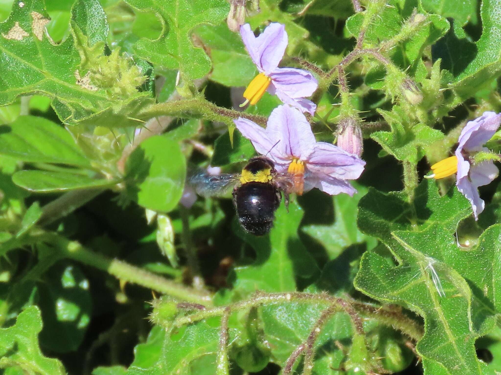 Image of Xylocopa flavicollis (De Geer 1778)