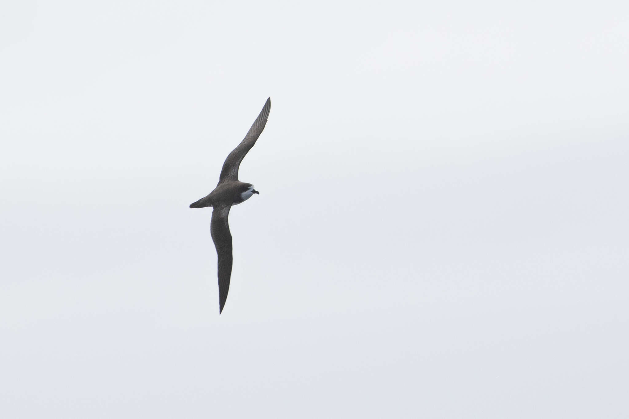 Image of Hawaiian Petrel