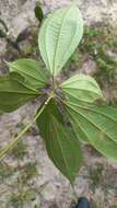 Miconia pusilliflora (DC.) Naud.的圖片