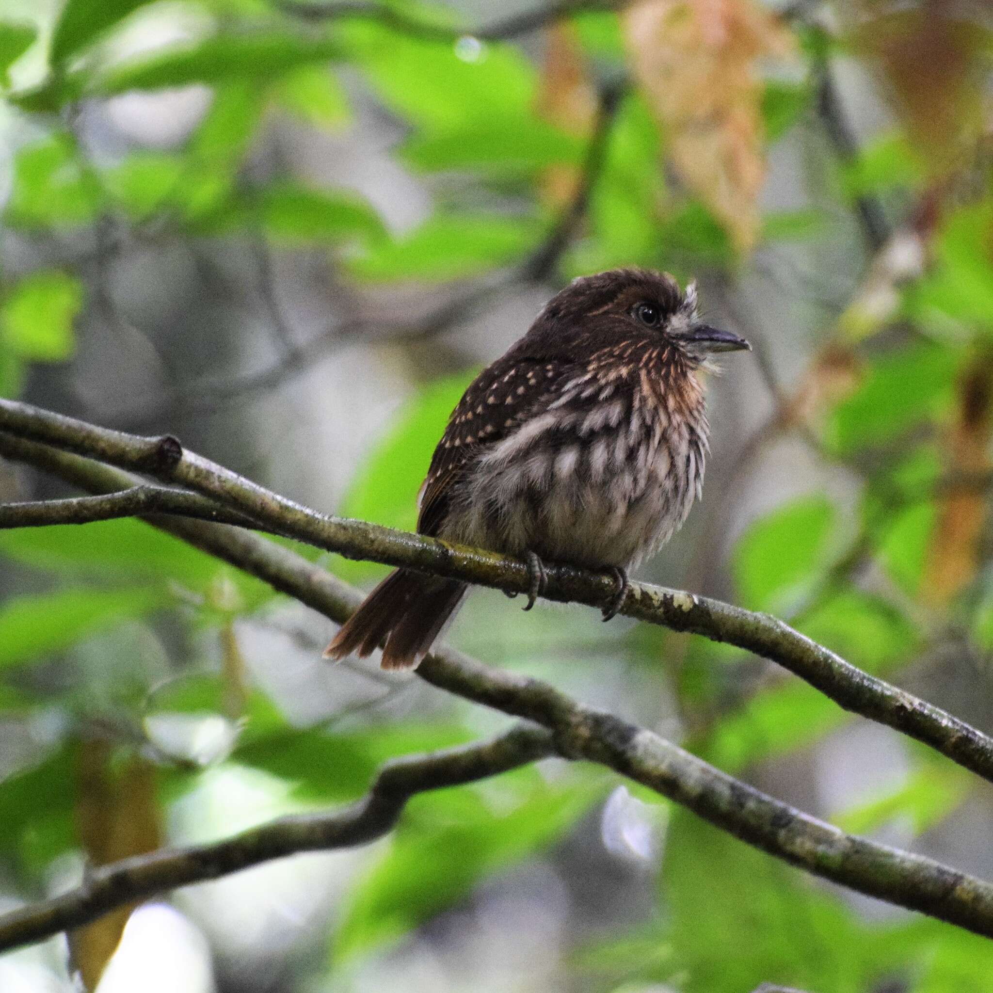 Image of White-whiskered Puffbird