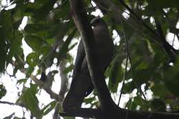 Image of Ring-tailed Pigeon