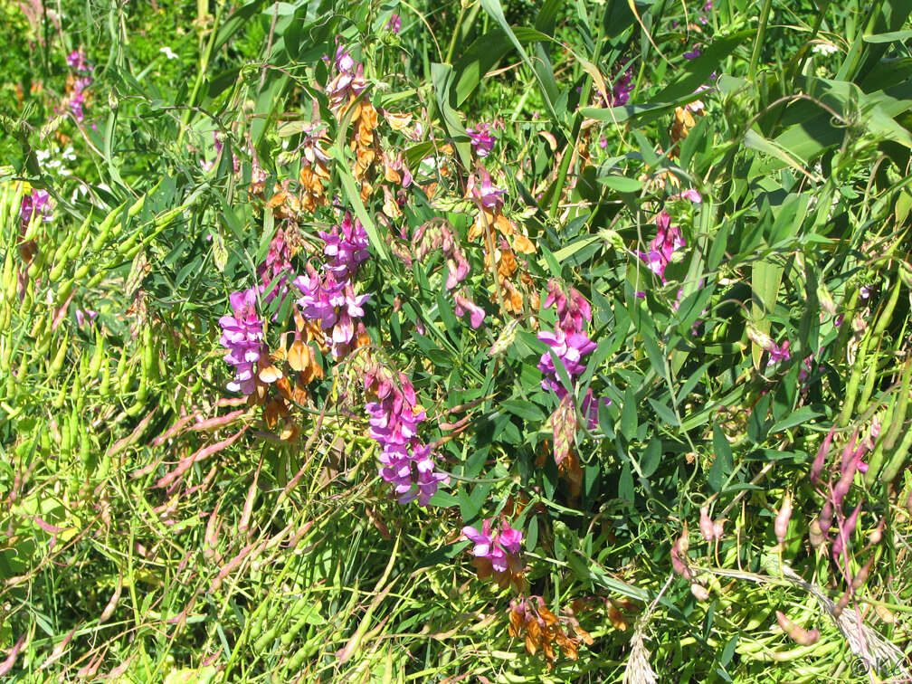 Sivun Lathyrus jepsonii Greene kuva