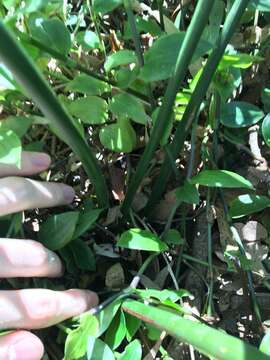 Image of Macrozamia spiralis (Salisb.) Miq.