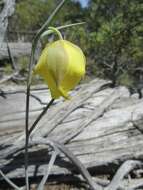 Calochortus raichei Farwig & V. Girard resmi