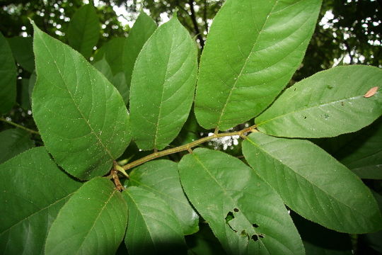Image of Panama rubbertree