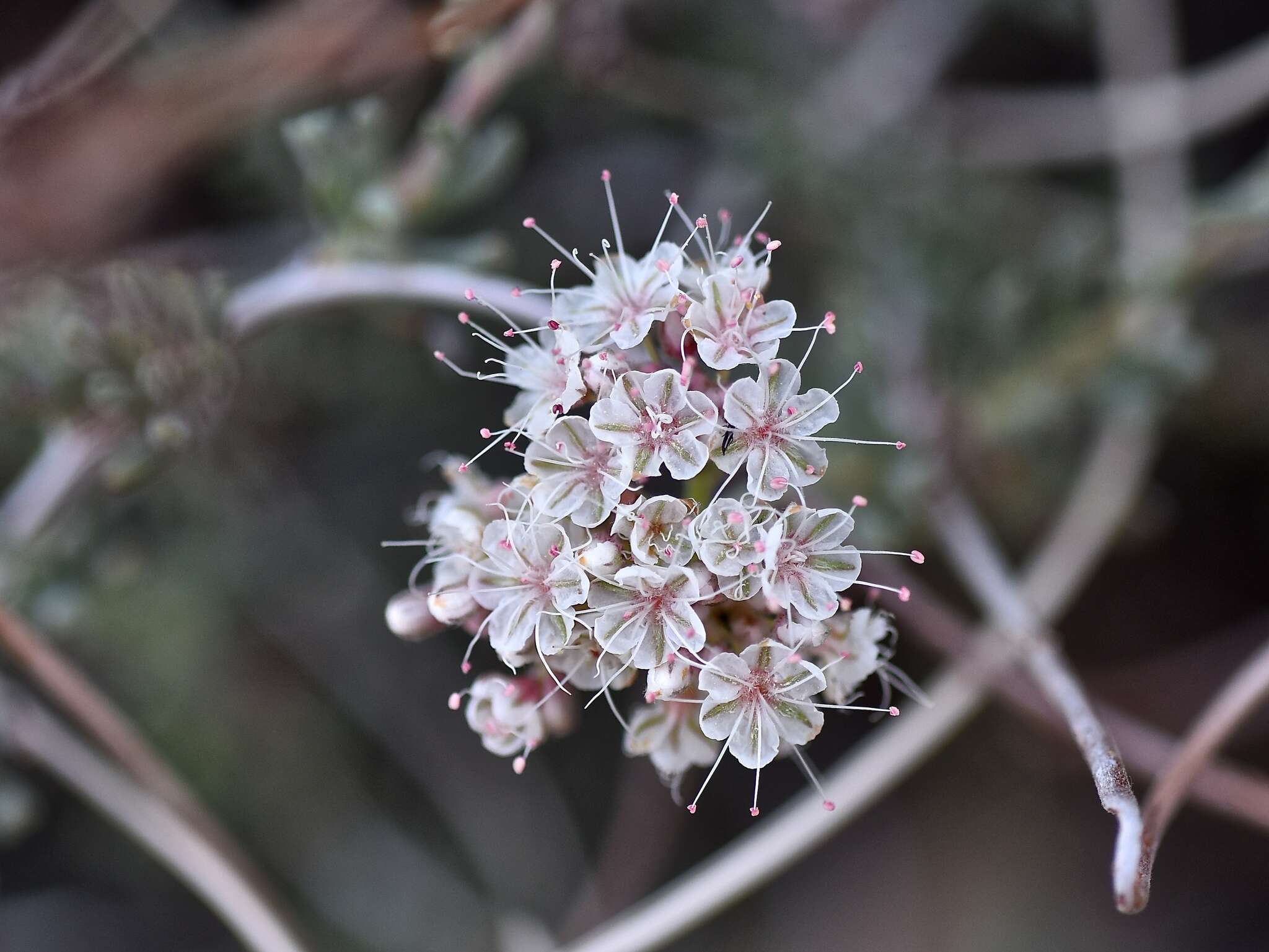 Imagem de Eriogonum fasciculatum var. polifolium (Benth.) Torrey & A. Gray