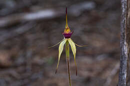 Image of Robust spider orchid