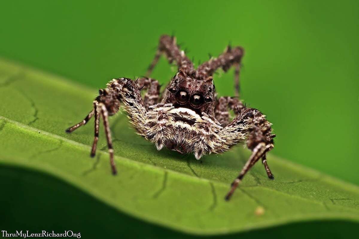 Image of Portia labiata (Thorell 1887)