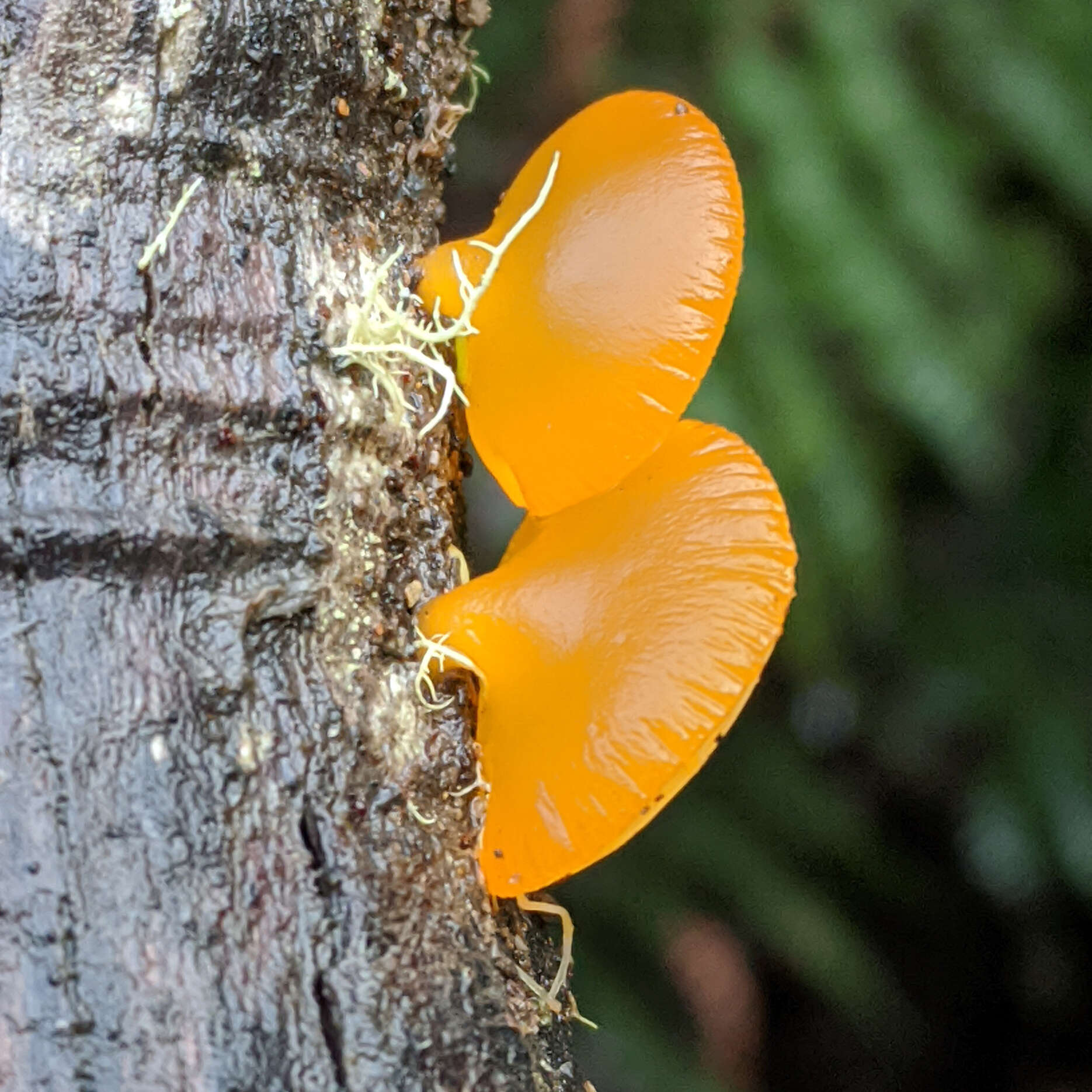 Image of Heterotextus peziziformis (Berk.) Lloyd 1922