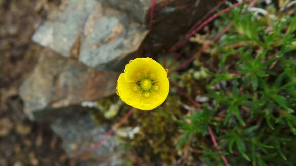 Image of whiplash saxifrage