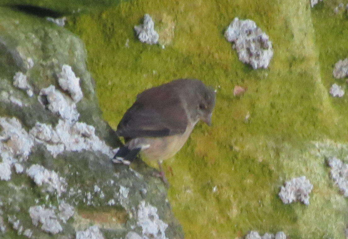 Image of Cape Siskin