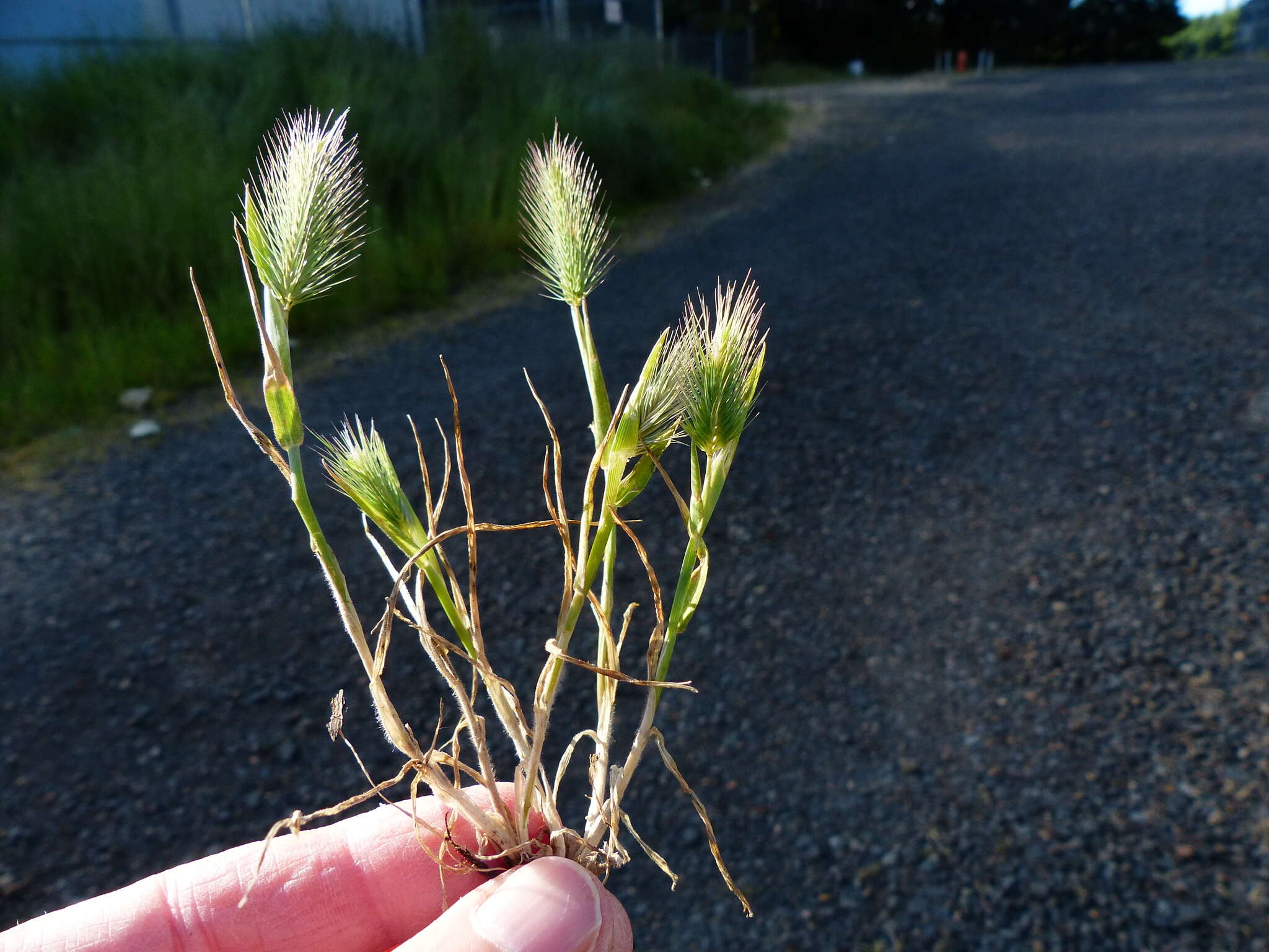 Image of Hordeum marinum subsp. gussoneanum (Parl.) Thell.