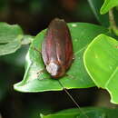 Image of Rhabdoblatta sinensis (Walker & F. 1868)