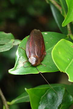 Image of Rhabdoblatta sinensis (Walker & F. 1868)