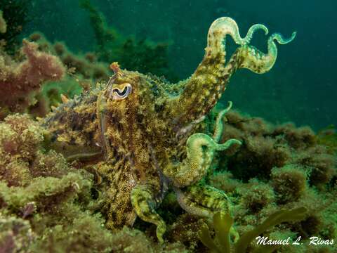 Image of Common Cuttlefish