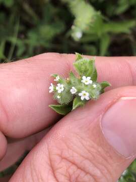 Image de Cryptantha texana (A. DC.) Greene