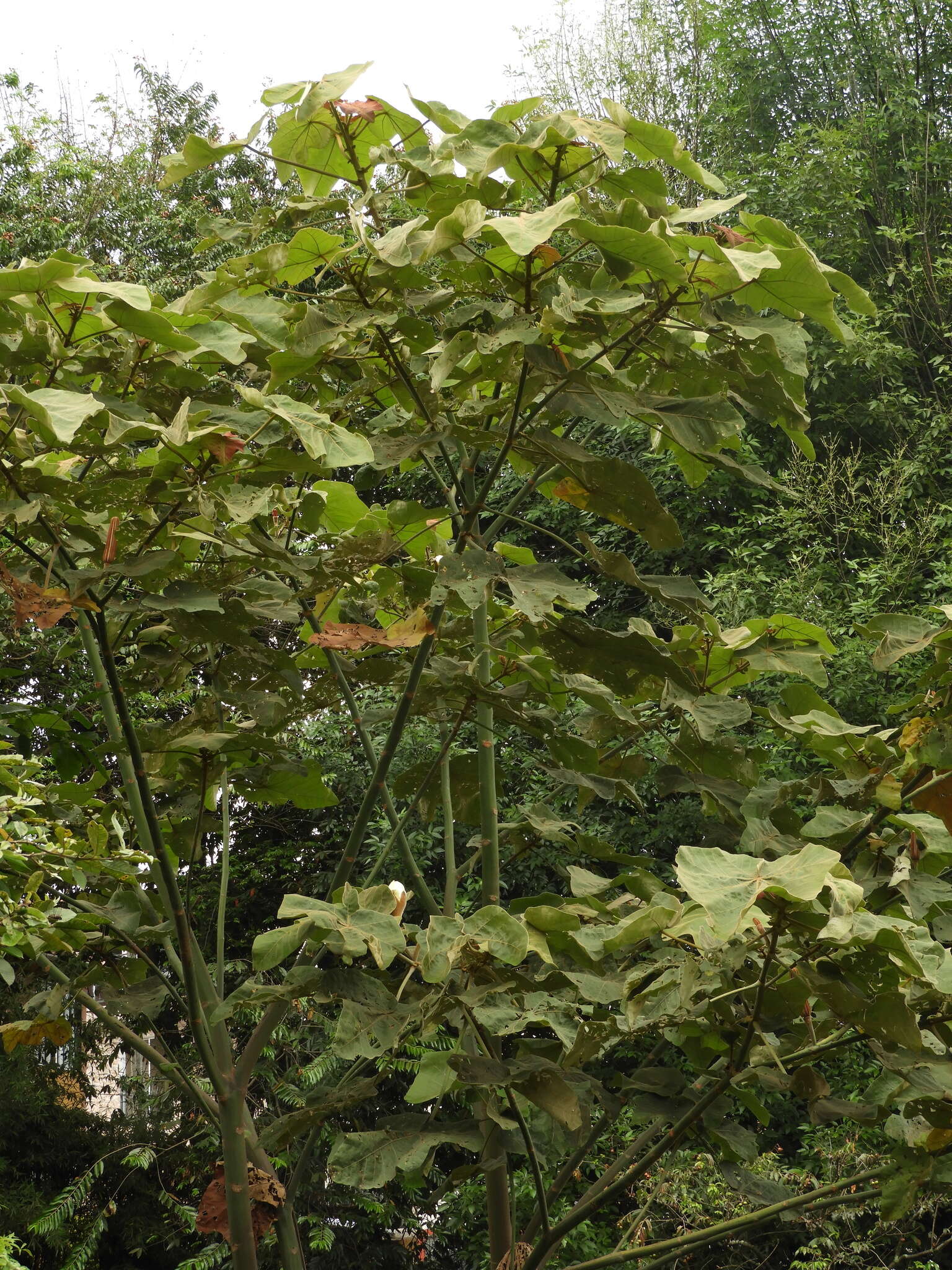 Image of balsa tree