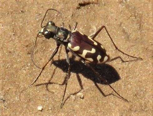 Sivun <i>Cicindela haemorrhagica arizonae</i> kuva