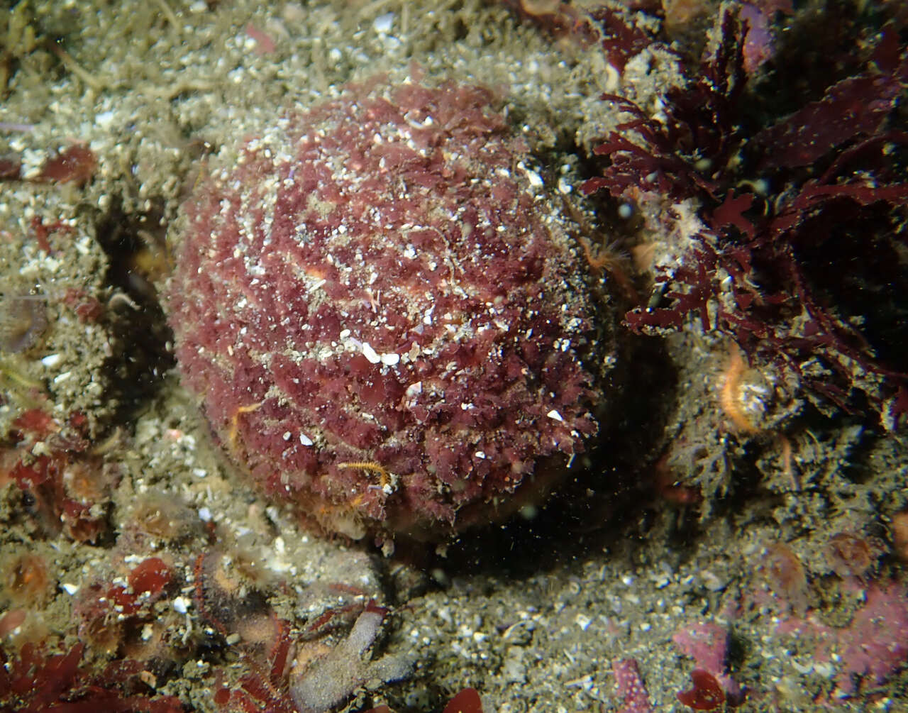 Image of orange rough ball horny sponge