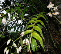 Imagem de Dendrobium moschatum (Banks) Sw.