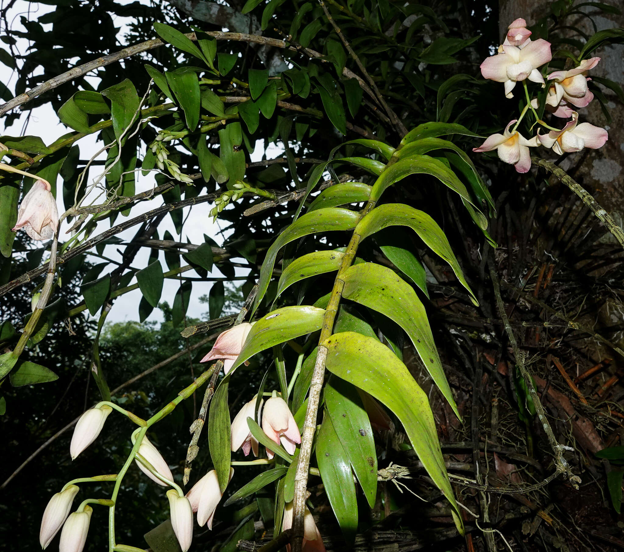 Imagem de Dendrobium moschatum (Banks) Sw.