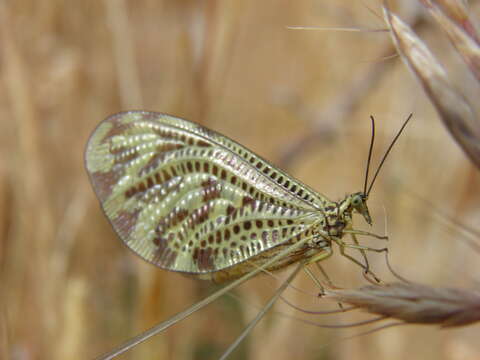 Image of Greek Spoonwing