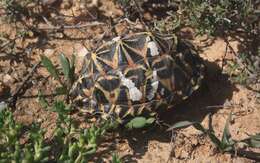 Image of Western Tent Tortoise