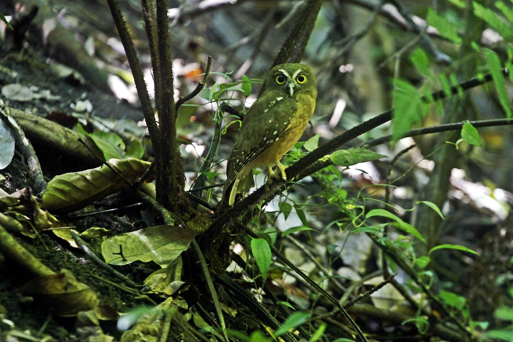 Image of Ochre-bellied Boobook