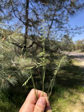 Image of small fescue