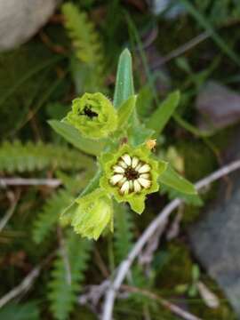 Sivun Perezia multiflora subsp. sonchifolia (Baker) Vuilleum. kuva