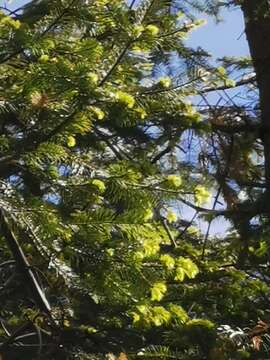 Plancia ëd Abies durangensis var. durangensis