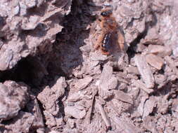 Image of tawny Nesocolletes