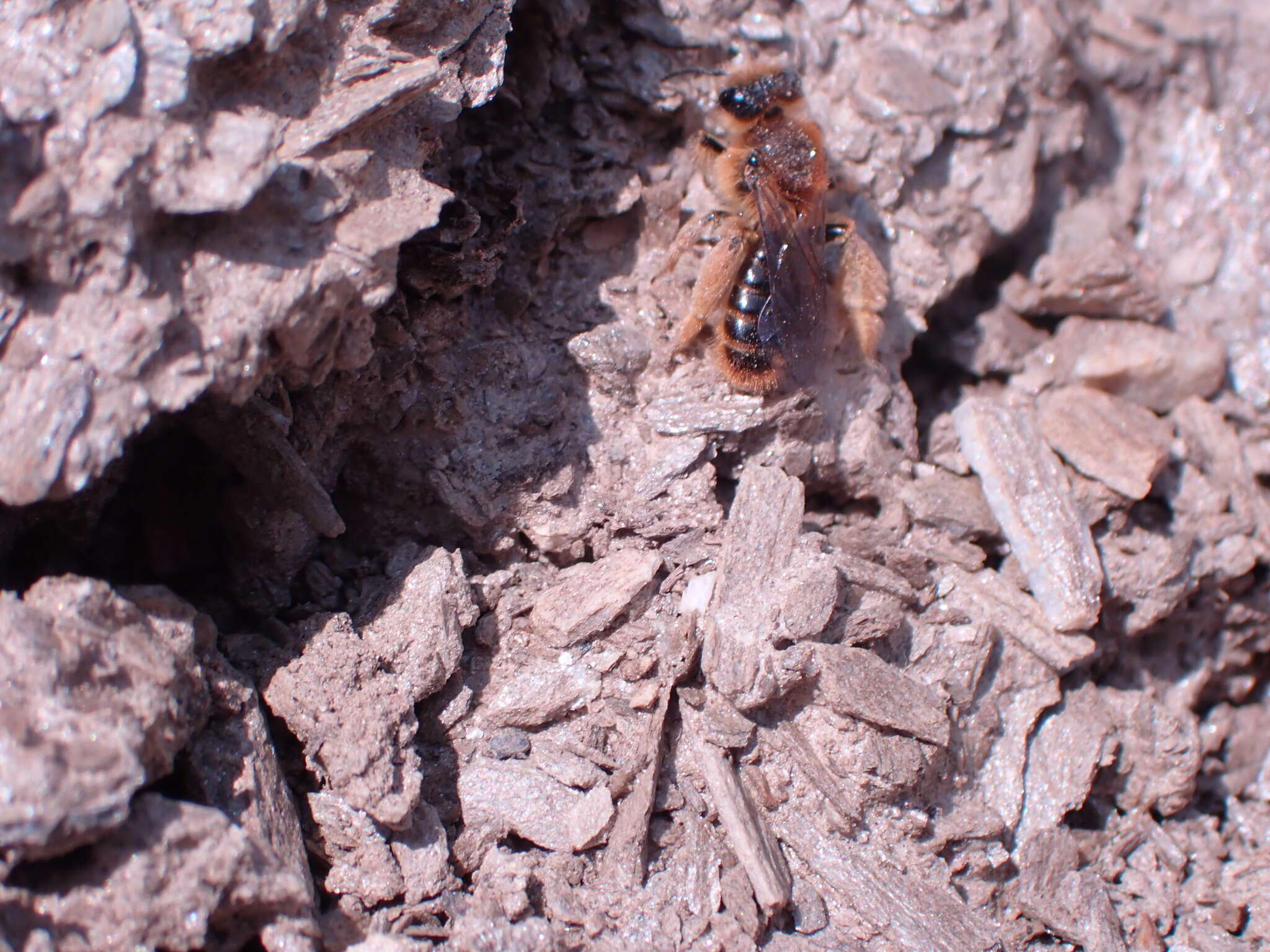 Image of tawny Nesocolletes