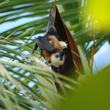 Image of Aldabra Flying Fox