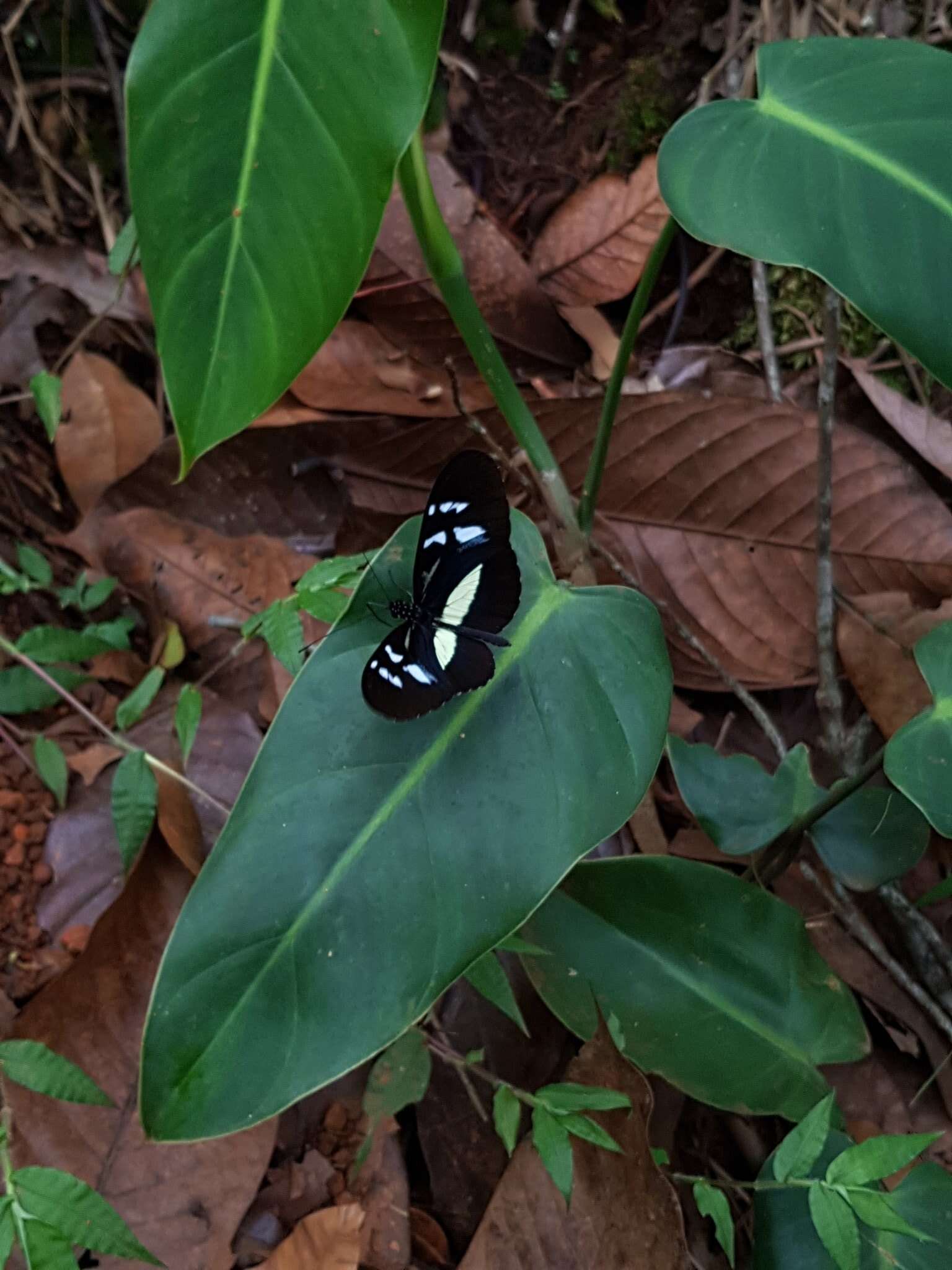 Image of Heliconius cydno weymeri