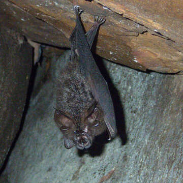 Image of Great Woolly Horsehoe Bat