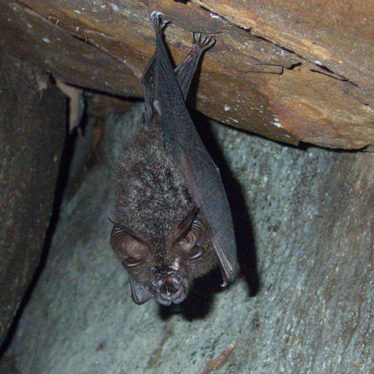 Image of Great Woolly Horsehoe Bat