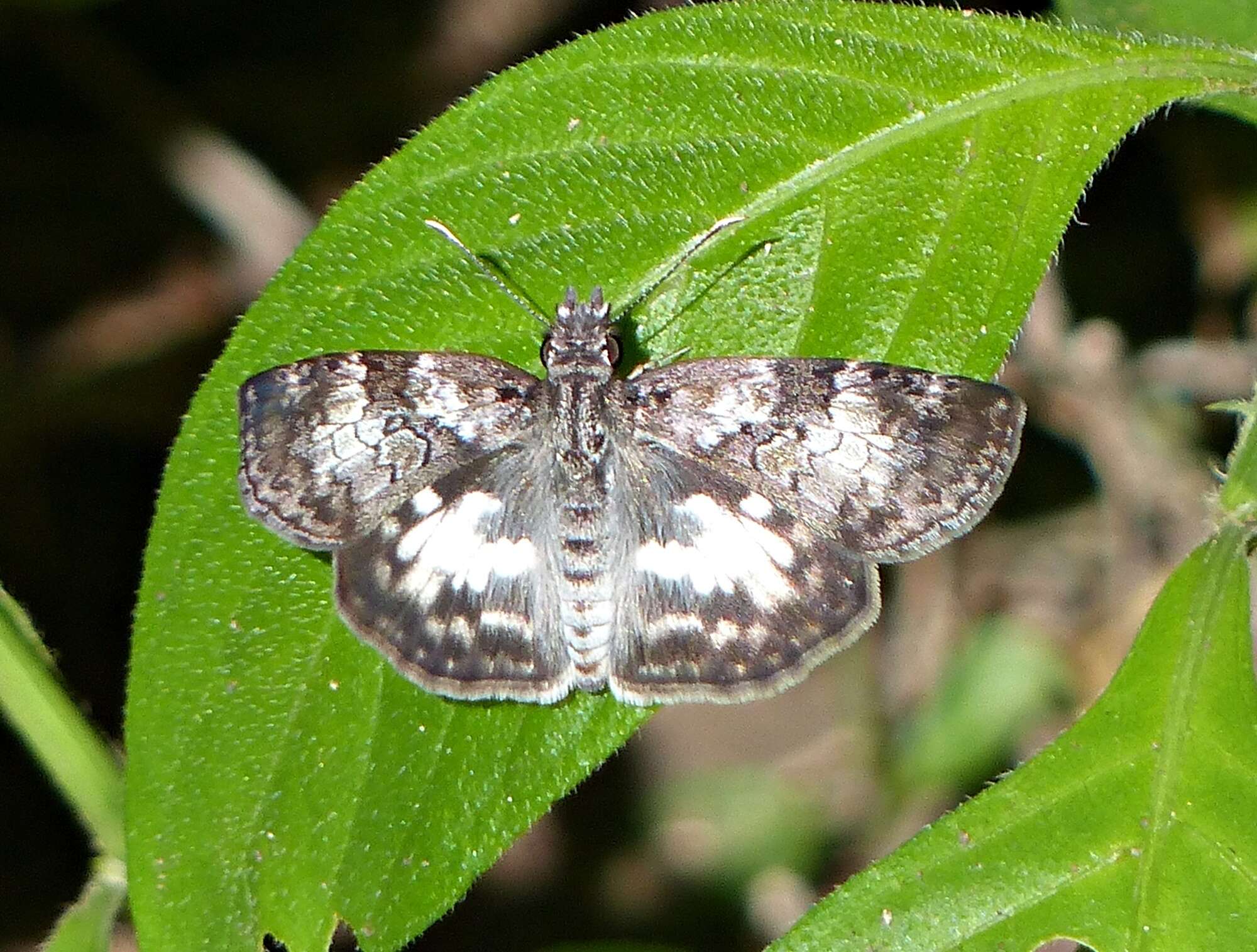 Image of Chiomara asychis autander Mabille 1891