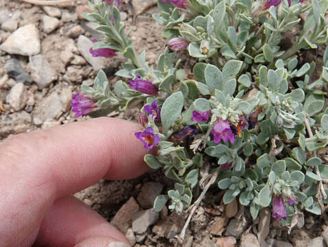 Image of Thompson's beardtongue