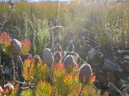 Plancia ëd Leucadendron comosum subsp. comosum