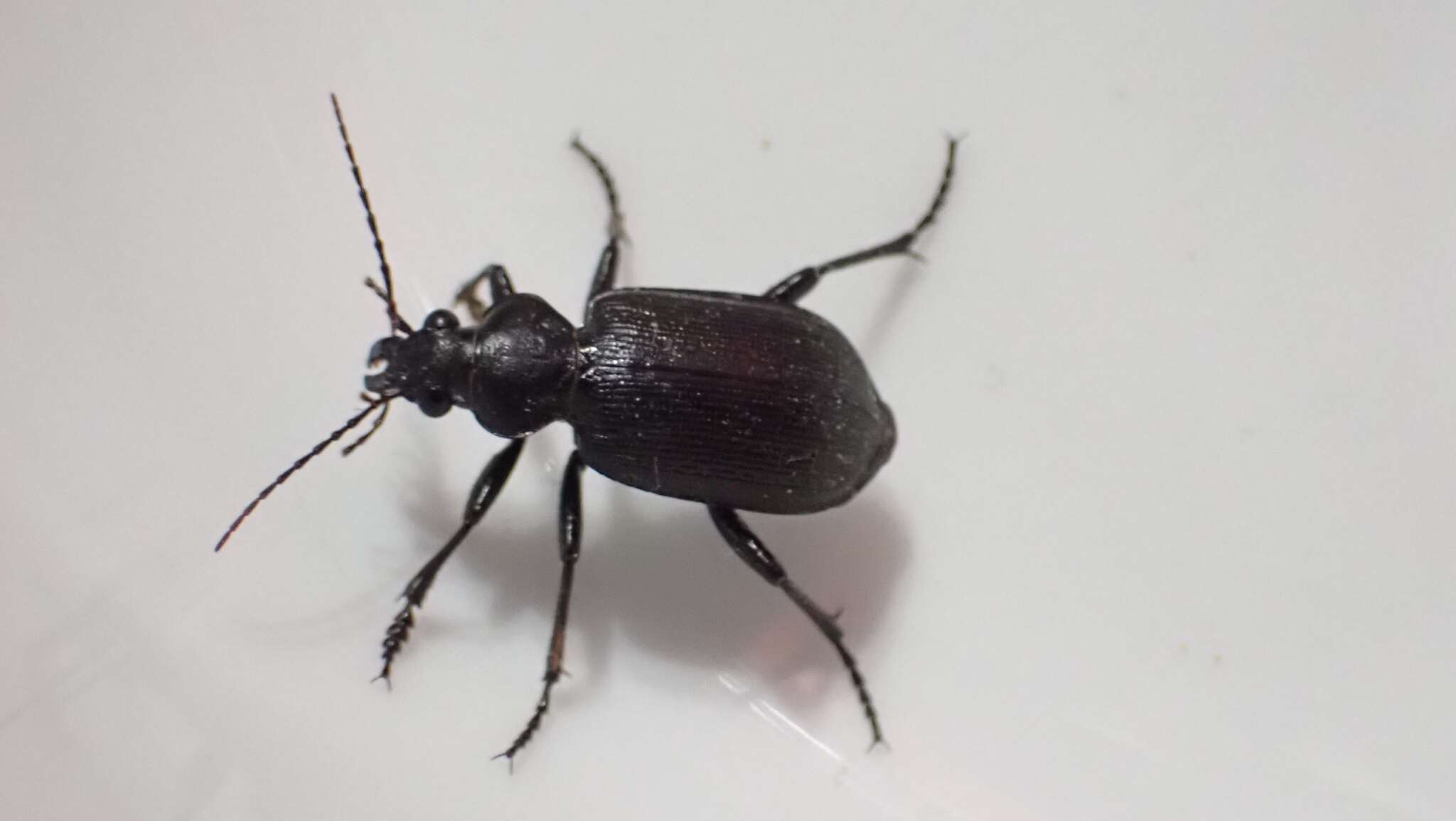 Imagem de Calosoma (Campalita) chlorostictum cognatum Chaudoir 1850