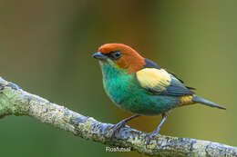 Image of Black-backed Tanager