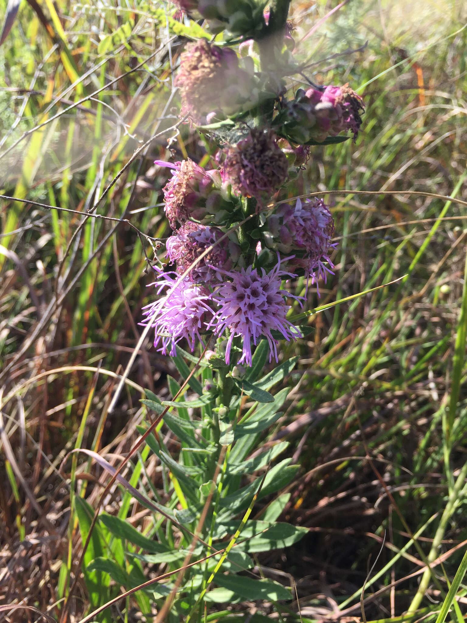 Image of tall blazing star