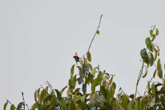 Image of Scarlet-headed Flowerpecker