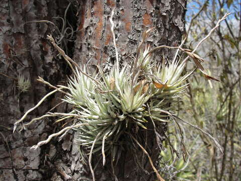 Image of Tillandsia loliacea Mart. ex Schult. & Schult. fil.