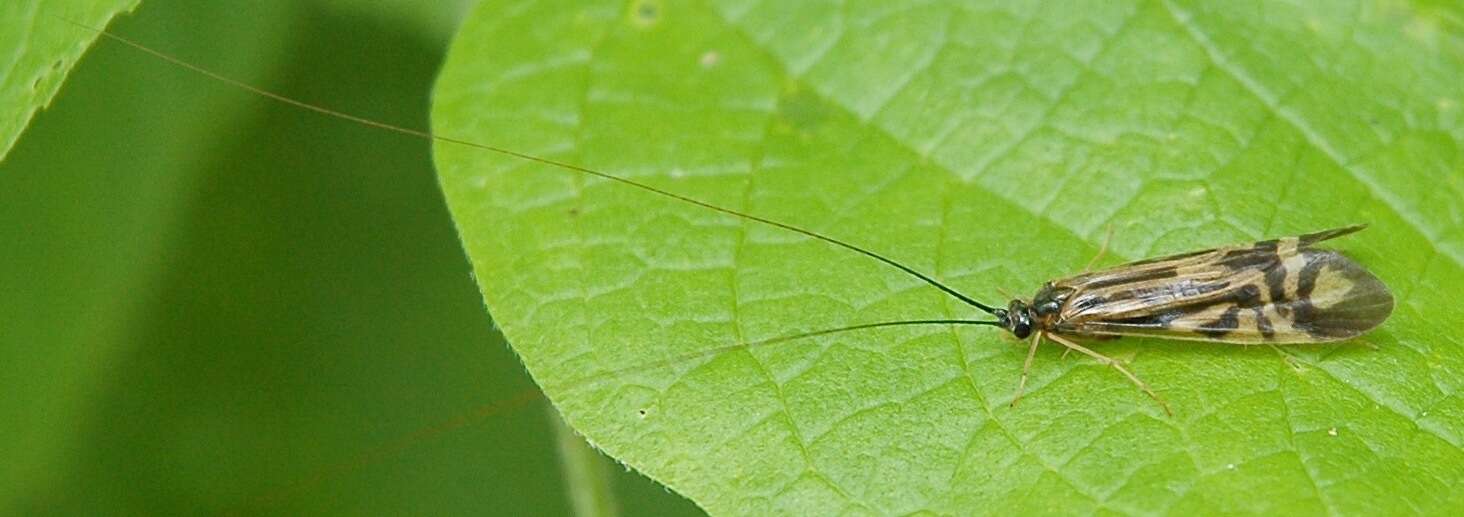 Image of Zebra Caddisfly