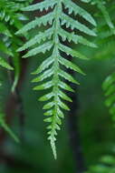 Image of Pteris epaleata D. J. Ohlsen